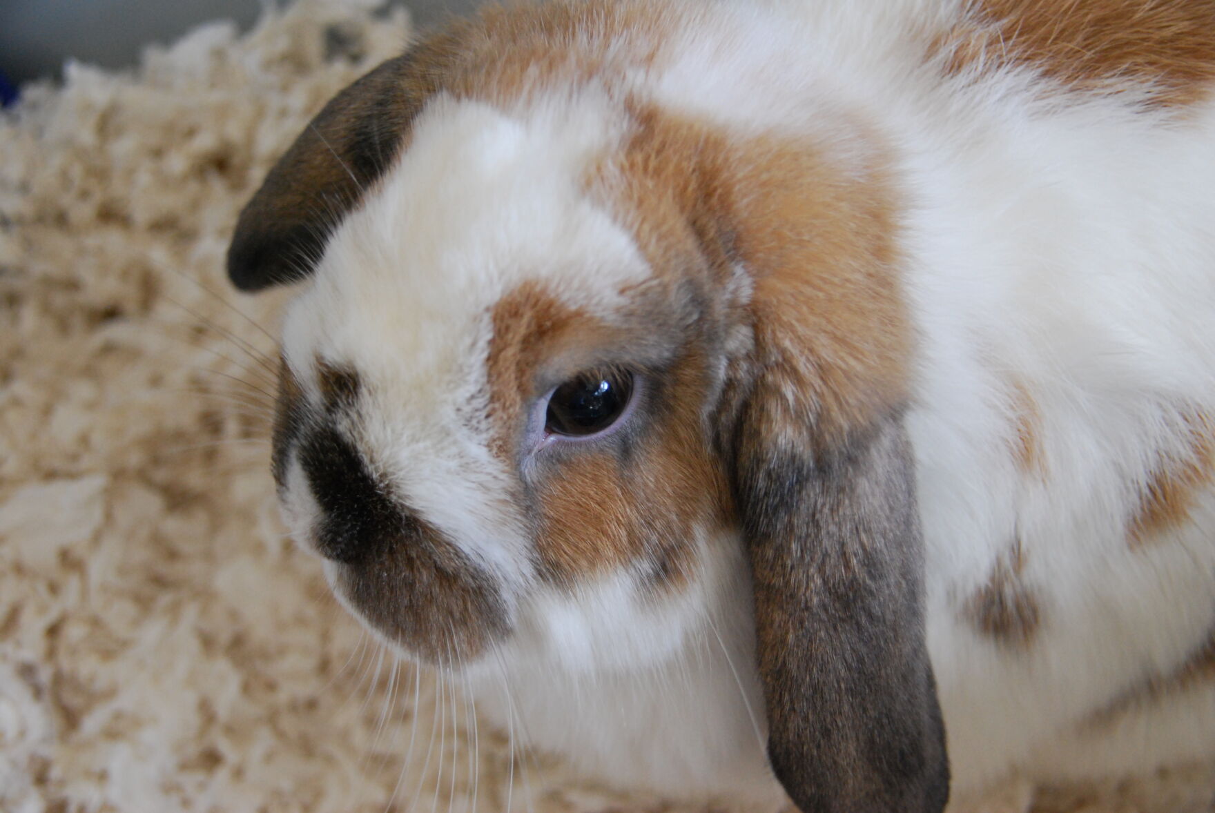 Pet rabbit